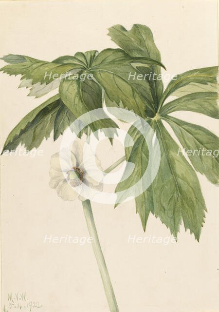 Mayapple (Podphyllum paltatum), 1922. Creator: Mary Vaux Walcott.