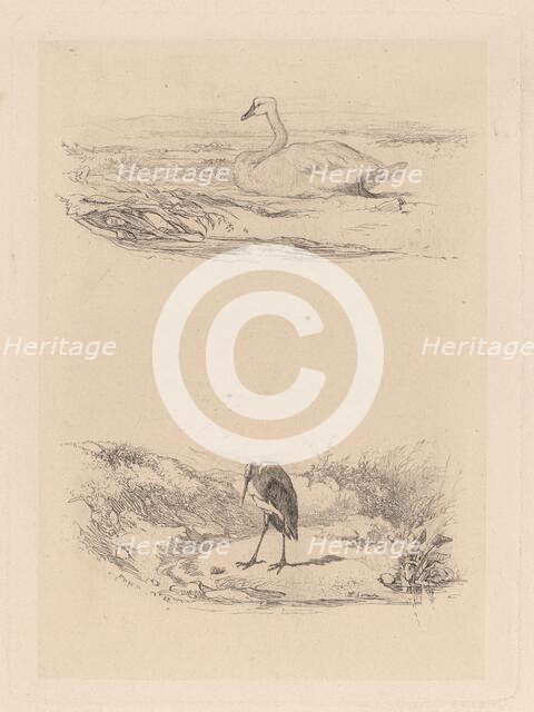 Cygne, heron. Creator: Karl Bodmer.