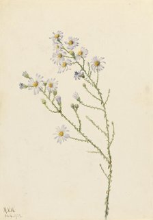 Pineland Aster (Aster squarrosus), 1922. Creator: Mary Vaux Walcott.