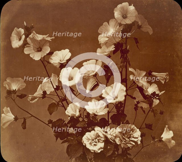 [Flower Study, Rose of Sharon], ca. 1854. Creator: Adolphe Braun.