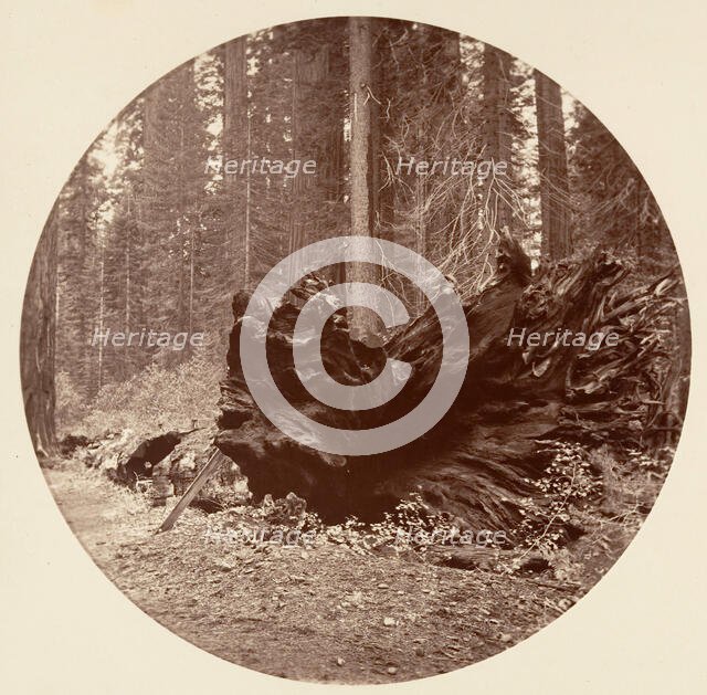 The Father of the Forest 450 ft C. Grove, ca. 1878. Creator: Carleton Emmons Watkins.