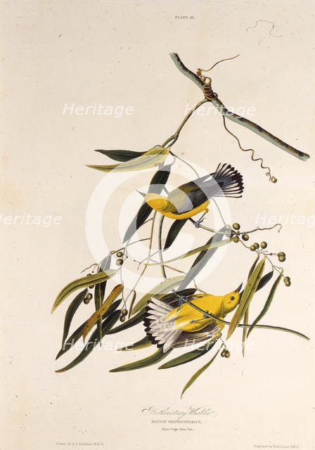 The prothonotary warbler. From "The Birds of America", 1827-1838. Creator: Audubon, John James (1785-1851).