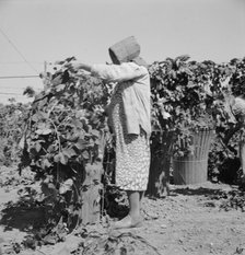 Possibly: Migratory field workers in hop field, near Independence, Oregon, 1939. Creator: Dorothea Lange.