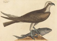 The Fishing Hawk (Falco haliaetus), published 1754. Creator: Mark Catesby.