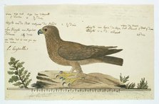 Hieraaetus pennatus (Booted eagle), 1777-1786. Creator: Robert Jacob Gordon.