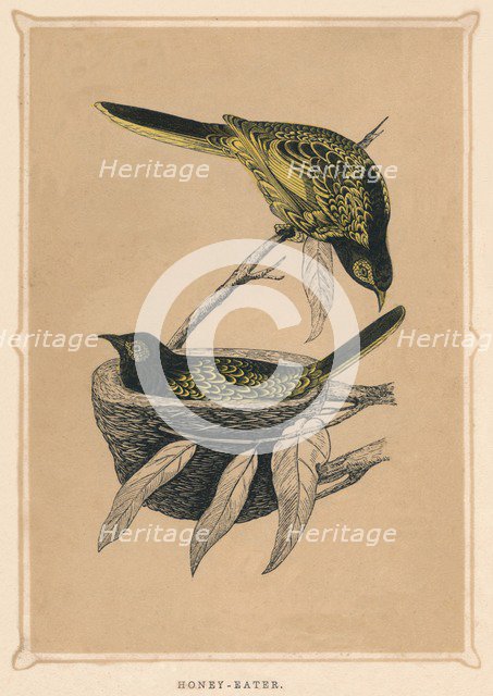 'Honey-Eater', (Meliphagidae), c1850, (1856). Artist: Unknown.