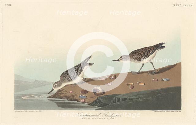Semi-palmated Sandpiper, 1838. Creator: Robert Havell.