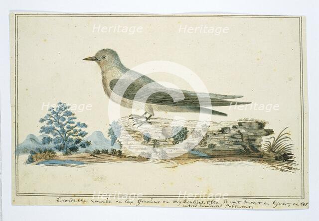 Ptynoprogne fuligula (Rock martin), 1777-1786. Creator: Robert Jacob Gordon.
