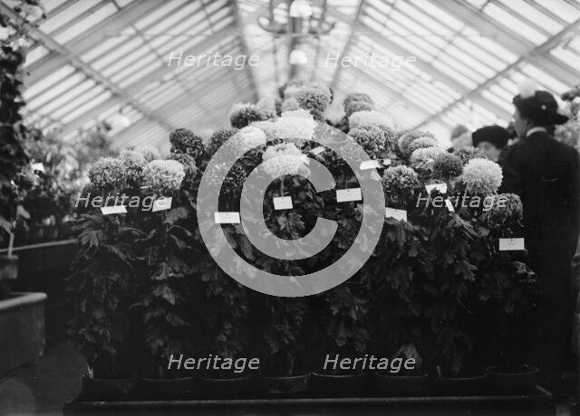 Agriculture Department Dahlia Show, 1911. Creator: Harris & Ewing.