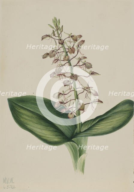 Lily Twayblade (Liparis liliifolia), 1920. Creator: Mary Vaux Walcott.