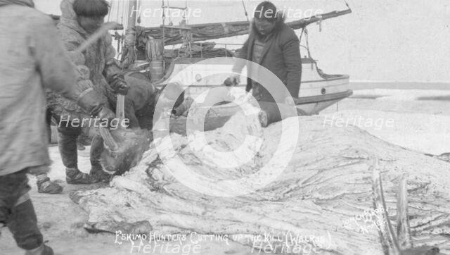 Eskimo hunters cutting up a walrus, between c1900 and c1930. Creator: Lomen Brothers.