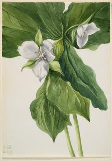 Wake-Robin (Trillium simile), 1939. Creator: Mary Vaux Walcott.