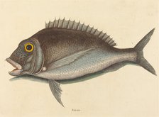 The Porgy (Sparus chrysops), published 1754. Creator: Mark Catesby.