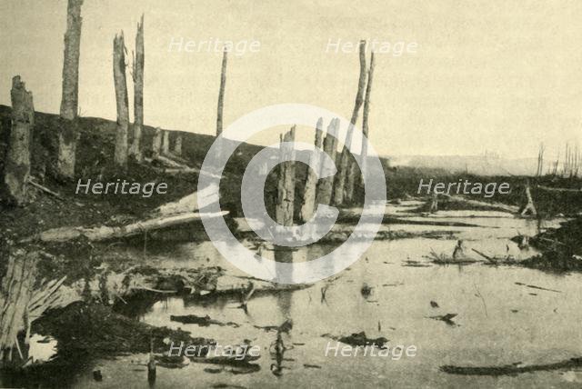 Blasted trees by the River Ancre, northern France, First World War, 1916, (c1920). Creator: Unknown.