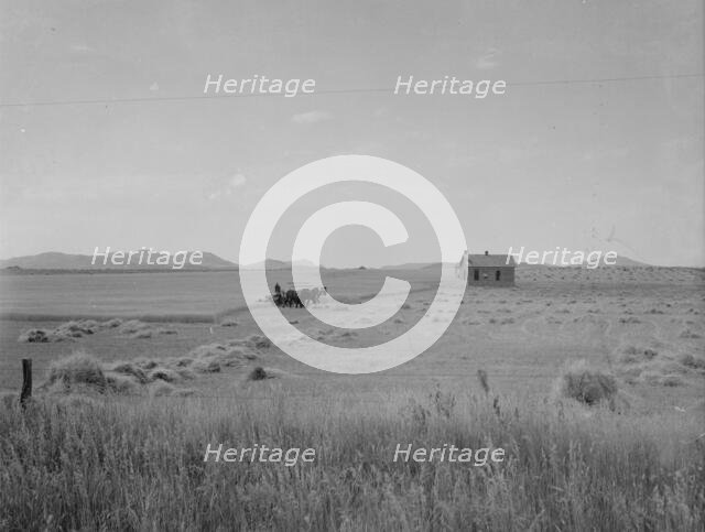 Abandoned tenant house and large-scale wheat field near Kincaid, Texas, 1937. Creator: Dorothea Lange.