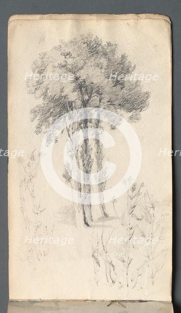 Sketchbook: Tree Study, 1814. Creator: Samuel Prout (British, 1783-1852).