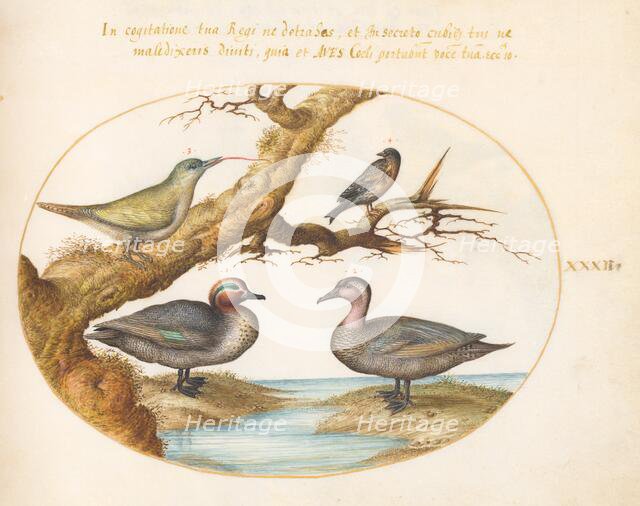 Animalia Volatilia et Amphibia (Aier): Plate XXXII, c. 1575/1580. Creator: Joris Hoefnagel.