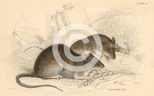 Brown rat (Rattus rattus), 1828. Artist: Unknown