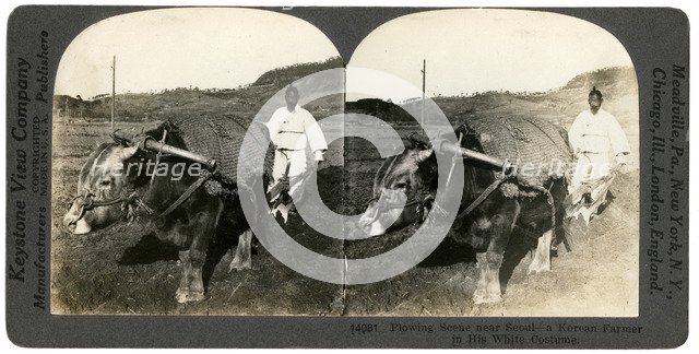 Farming near Seoul, South Korea, 1900s.Artist: Keystone