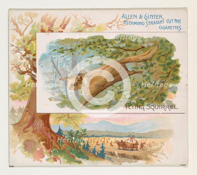 Flying Squirrel, from Quadrupeds series (N41) for Allen & Ginter Cigarettes, 1890. Creator: Allen & Ginter.