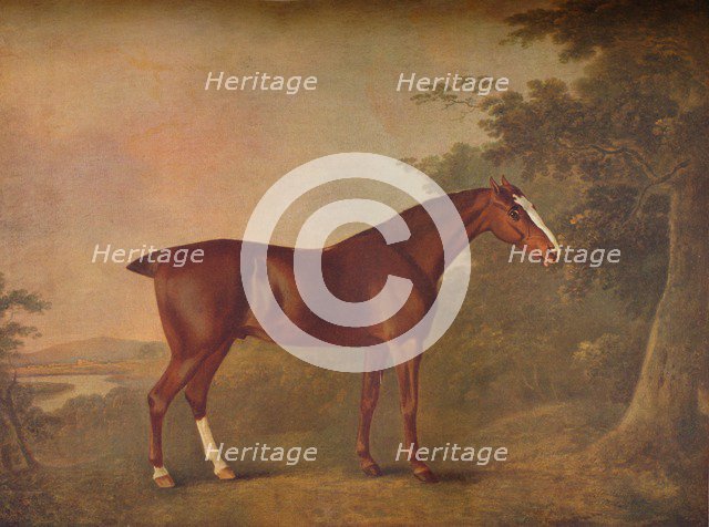 'A Dark Chestnut', 1788. Artists: John Boultbee, Unknown.