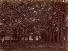 Interior View of Banyan Tree, Calcutta, 1860s-70s. Creator: Unknown.