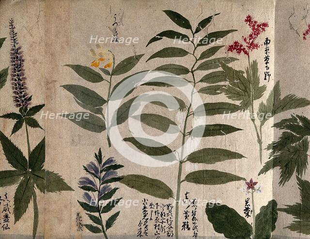 Six flowering plants, possibly including species of Filipendula and Polygonatum, 1870. Creator: Unknown.