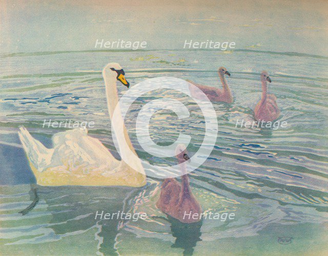 'Swan and Cygnets', 1911, (1928). Artist: William Giles.
