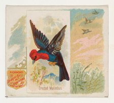 Crested Malimbus, from the Song Birds of the World series (N42) for Allen & Ginter Cigaret..., 1890. Creator: Allen & Ginter.