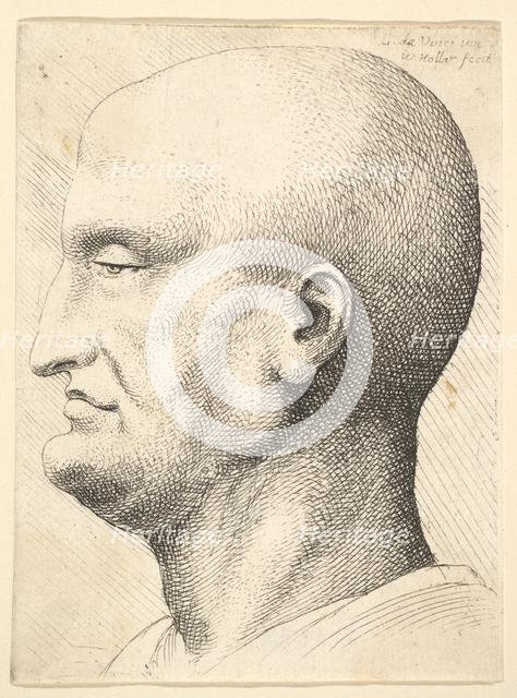 Head of a bald man in profile to left, 1644-52. Creator: Wenceslaus Hollar.