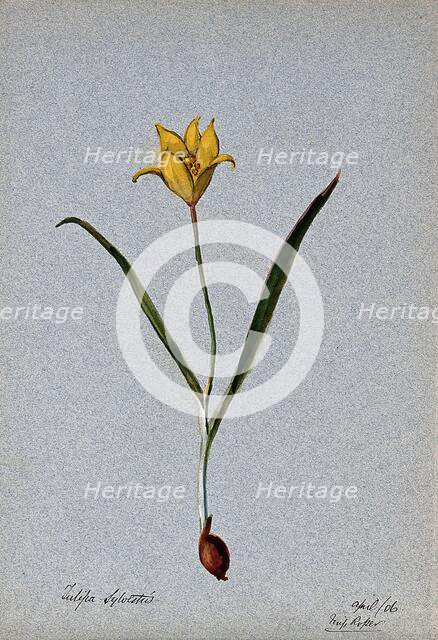 Wild tulip (Tulipa sylvestris): flowering plant, 1906. Creator: Unknown.