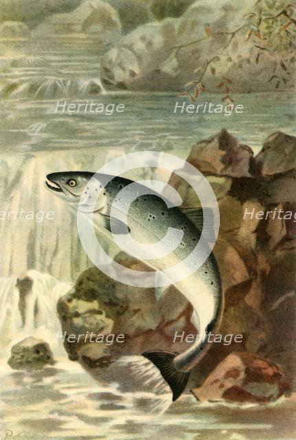 'A Salmon Leap', 1895, (1943).  Creator: P. J. Smit.