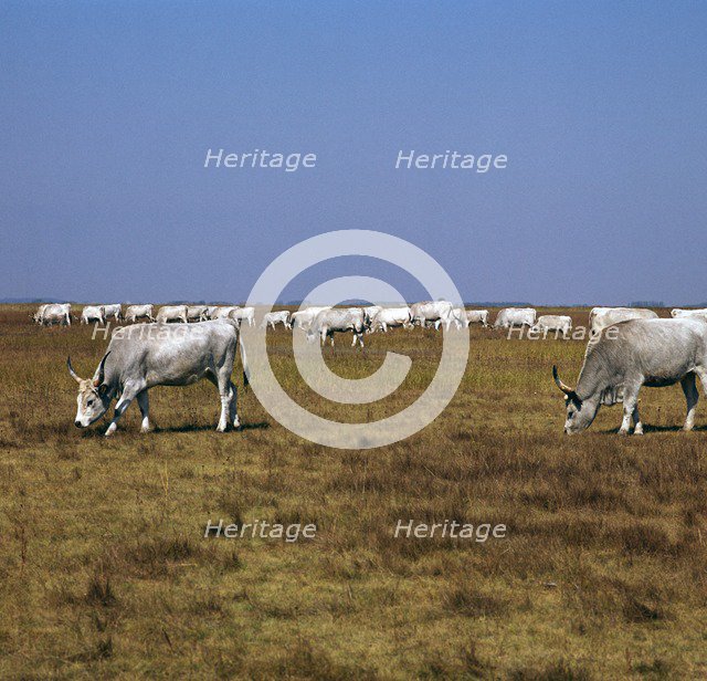 Hungarian white cattle. Artist: CM Dixon Artist: Unknown