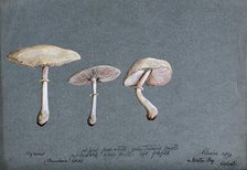 A fungus (Agaricus laevis): three fruiting bodies, 1893. Creator: Edwin Wheeler.