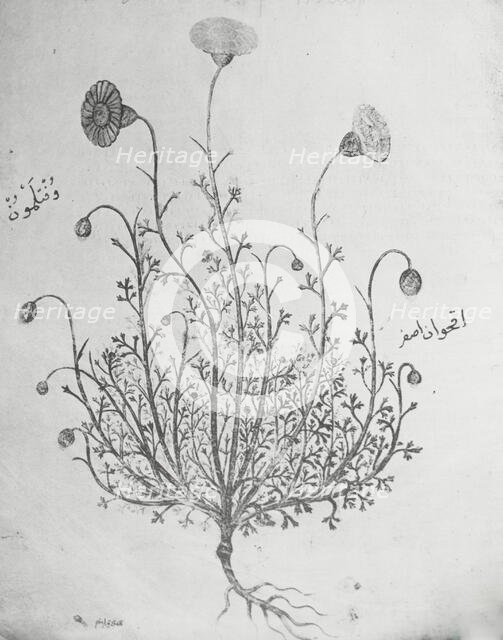 Reproduction of illustration showing a carnation, between 1915 and 1925. Creator: Frances Benjamin Johnston.