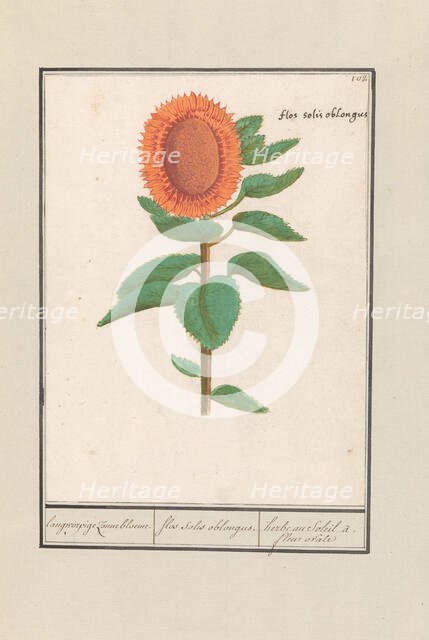 Sunflower (Helianthus annuus), 1596-1610. Creators: Anselmus de Boodt, Elias Verhulst.