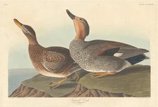 Gadwall Duck, 1836. Creator: Robert Havell.