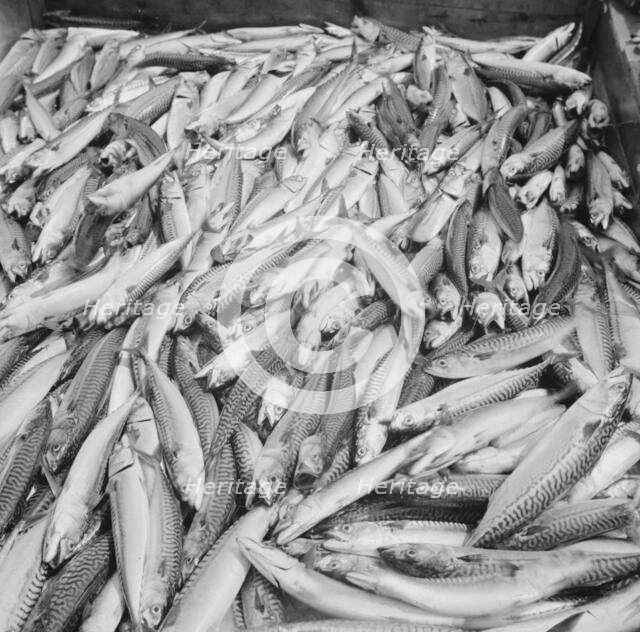 Mackerel catch, Gloucester, Massachusetts, 1943. Creator: Gordon Parks.