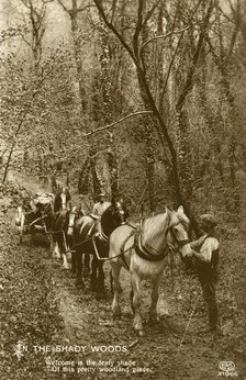 'In the Shady Woods', late 19th or early 20th century. Artist: Unknown