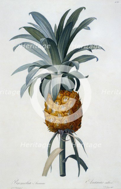 Bromelia Ananas.