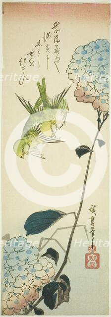 Green birds and hydrangeas, 1830s. Creator: Ando Hiroshige.