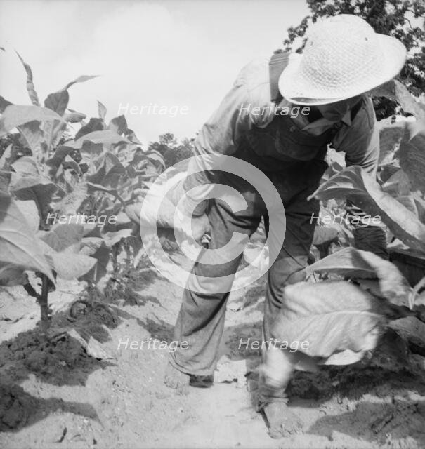 Possibly: White sharecropper, Mr. Taylor, Granville County, North Carolina, 1939. Creator: Dorothea Lange.