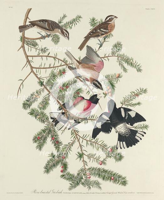 Rose-breasted Grosbeak, 1832. Creator: Robert Havell.