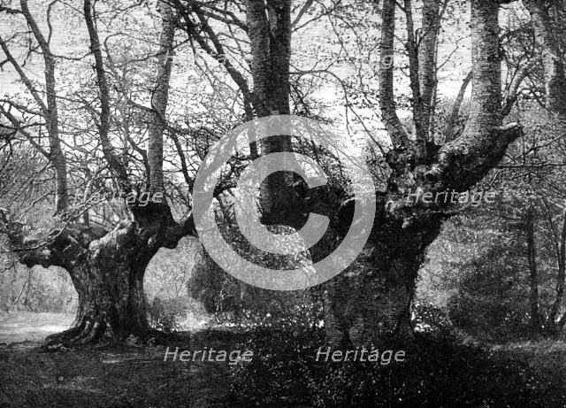 Dedication of Burnham Beeches to the public: spring-time at Burnham Beeches, 1883. Creator: Unknown.