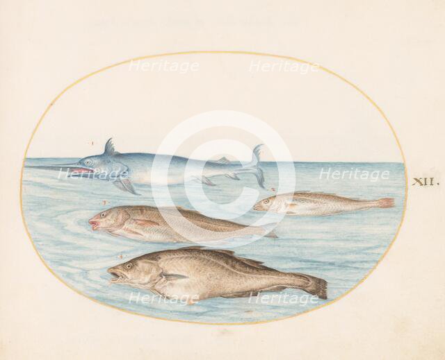 Animalia Aqvatilia et Cochiliata (Aqva): Plate XII, c. 1575/1580. Creator: Joris Hoefnagel.