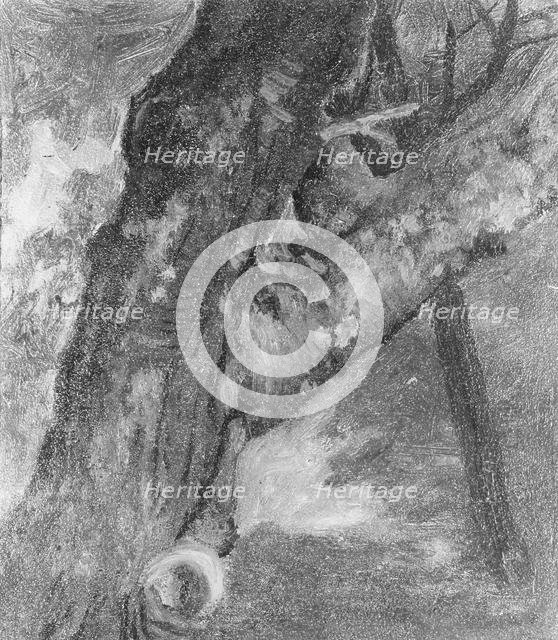 Study of a Tree, ca. 1864. Creator: Albert Bierstadt.