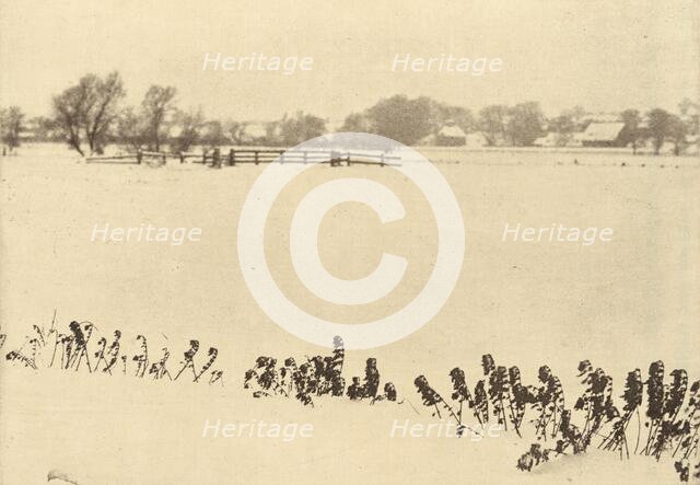 Marsh Weeds, in or before 1895. Creator: Dr Peter Henry Emerson.