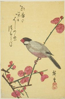 Java sparrow on plum branch, 1830s. Creator: Ando Hiroshige.
