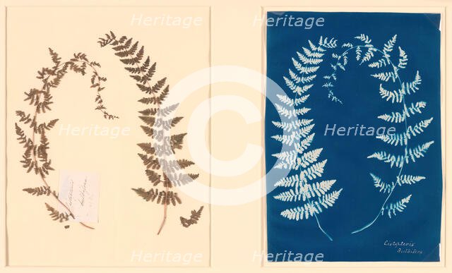 From the Hatton Fern Album, c. 1850. Creator: Anon.