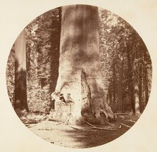 The Mother of the Forest - Calaveras Grove, ca. 1878. Creator: Carleton Emmons Watkins.